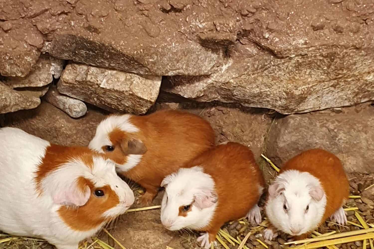 guinea pigs in peru